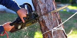  Delano, MN Tree Care Pros